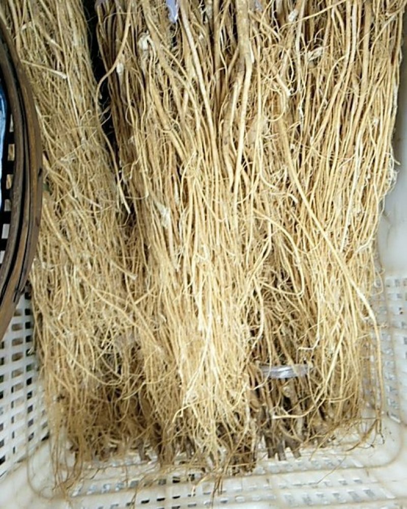 野生石参根，批发零售，质优价廉