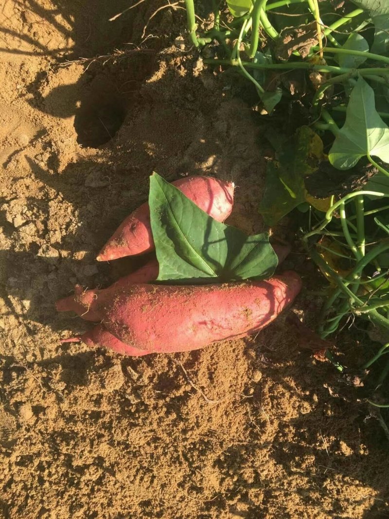 西瓜红六鳌蜜薯营养价值高富含纤维口感好