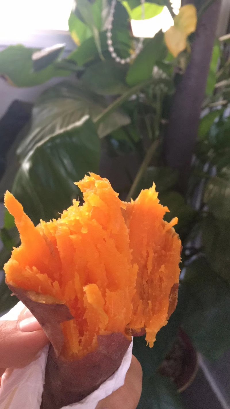 西瓜红六鳌蜜薯营养价值高富含纤维口感好