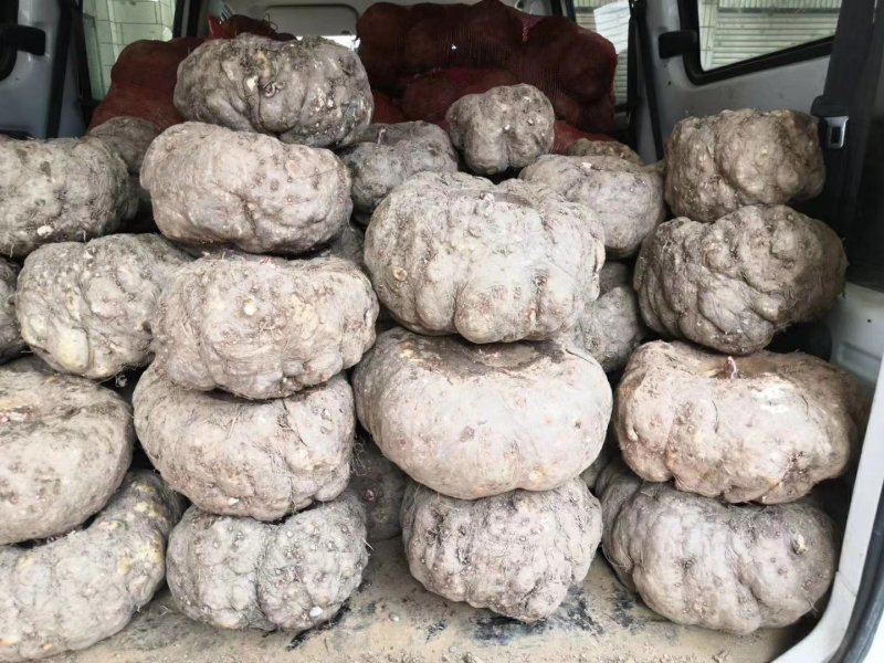 魔芋，无公害无污染绿色食品