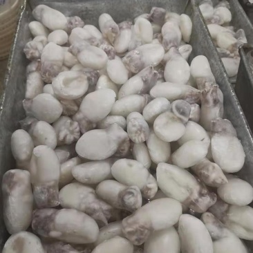 北部湾墨鱼仔加工冻品