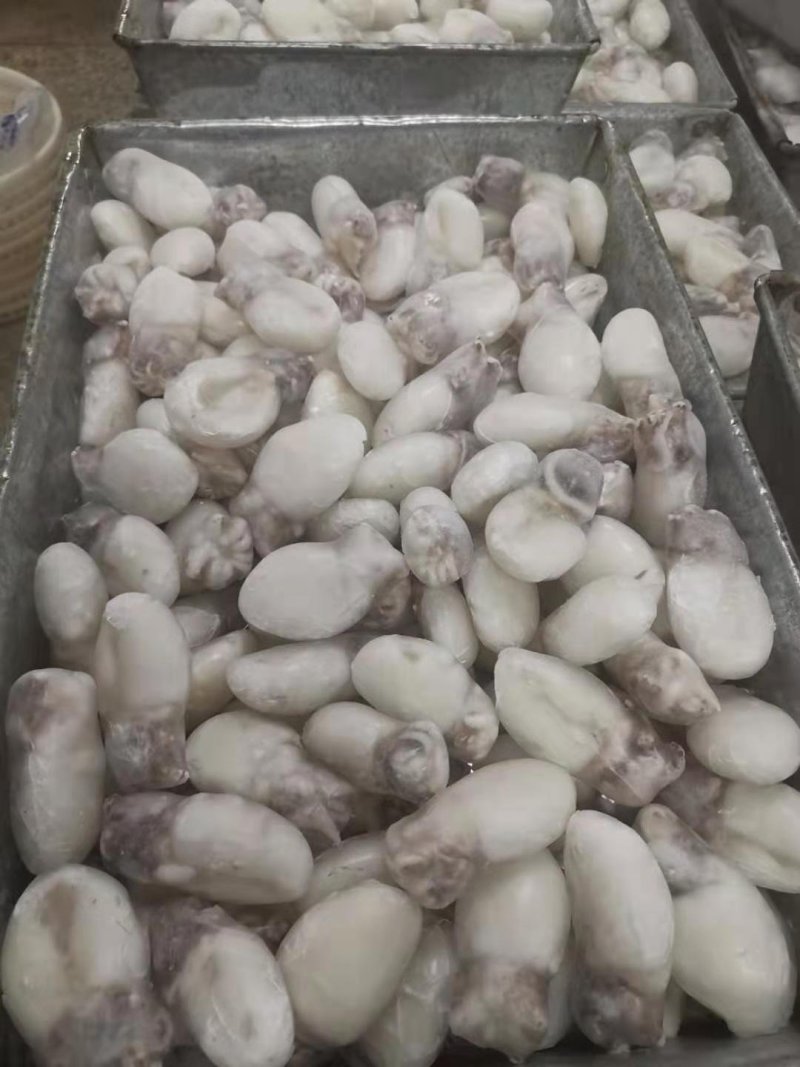 北部湾墨鱼仔加工冻品