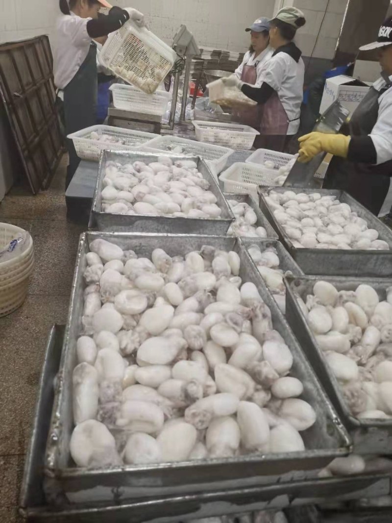 北部湾墨鱼仔加工冻品