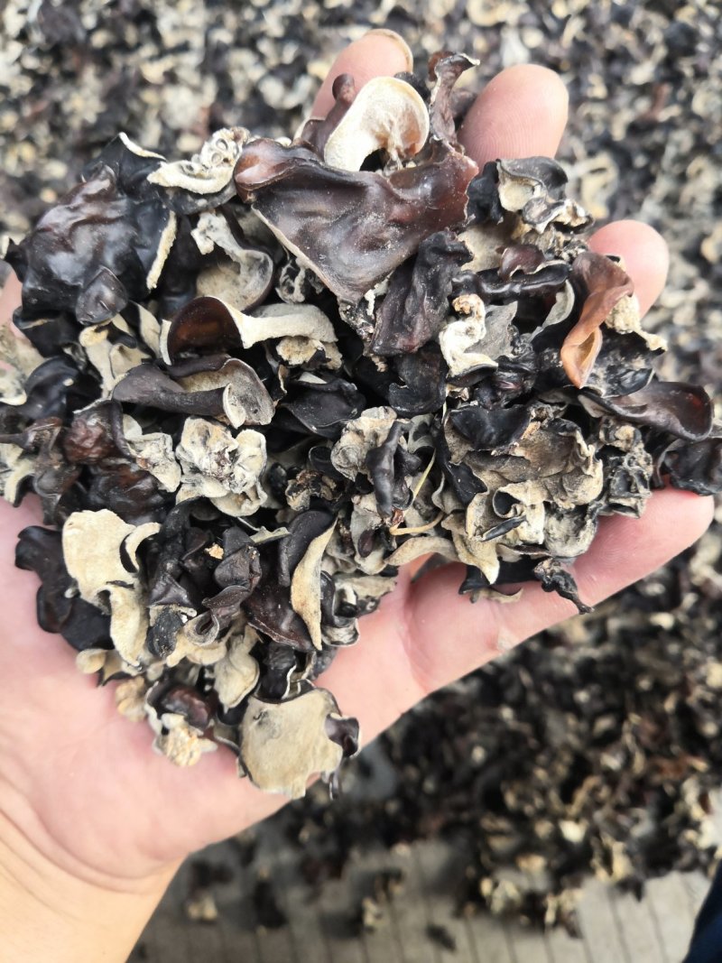 5斤包邮拿样黑木耳洗水木耳毛木耳