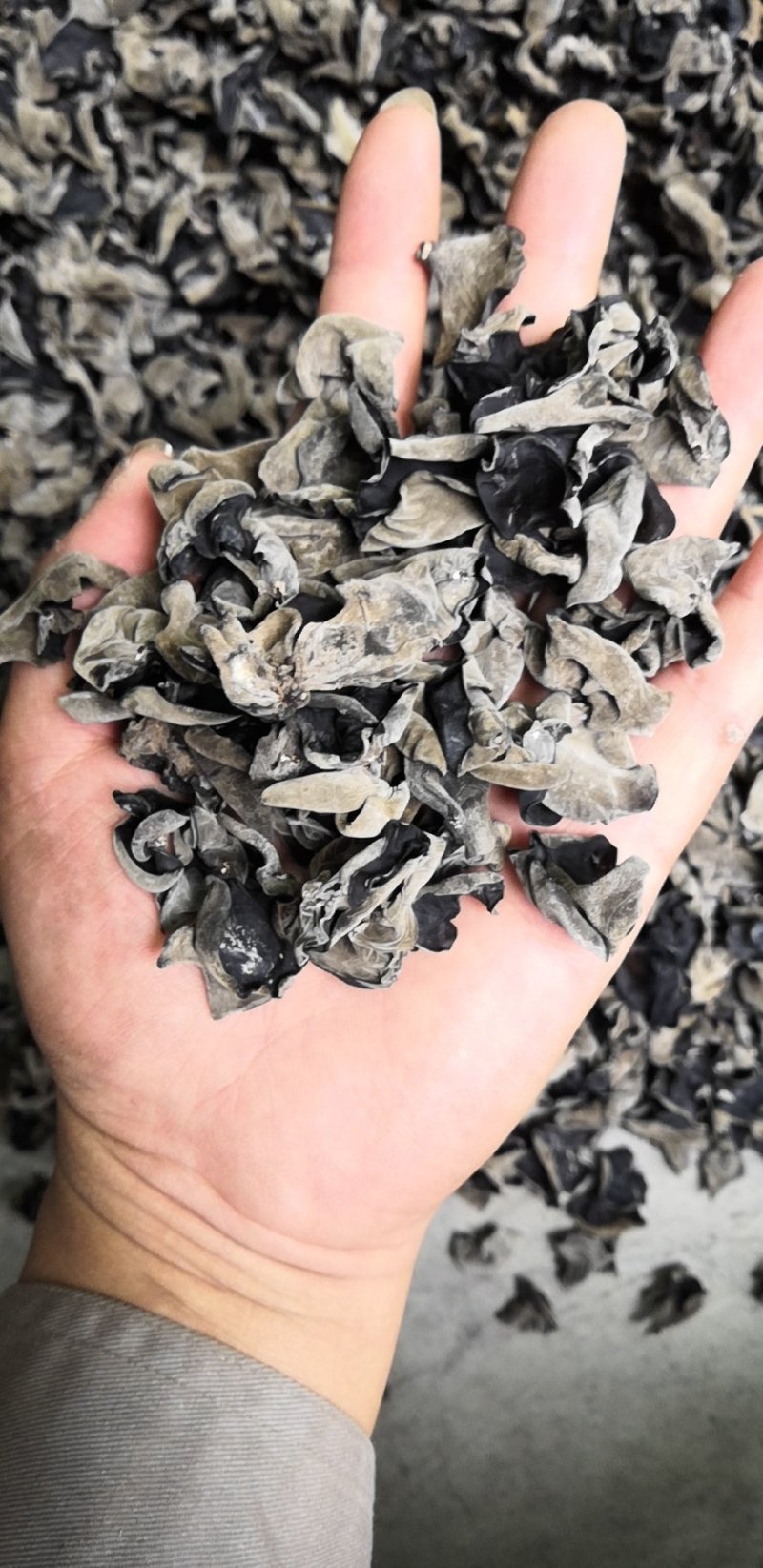 东北黑木耳黑山光板细木耳小片中小片