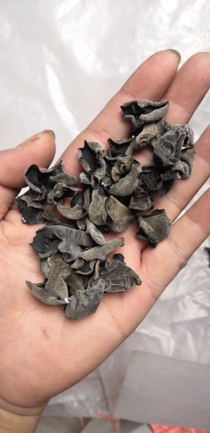 东北黑木耳黑山光板细木耳小片中小片