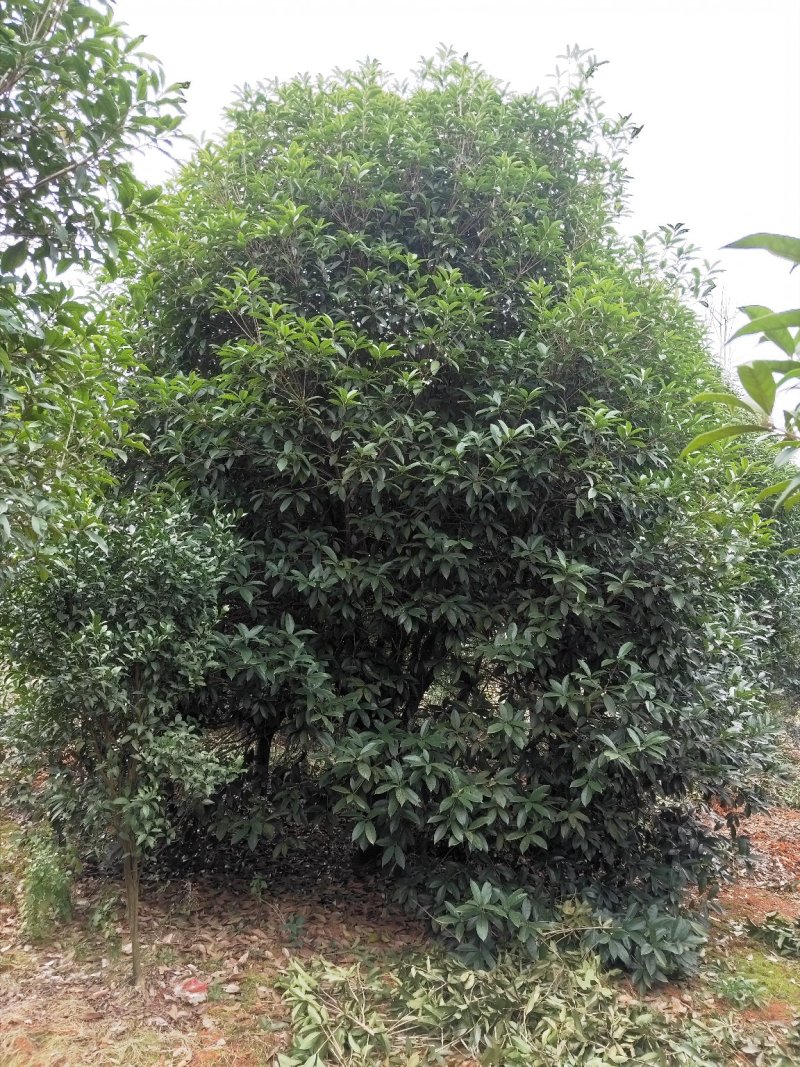 广西桂花树四季常青八月芳香欢迎各位老板咨询