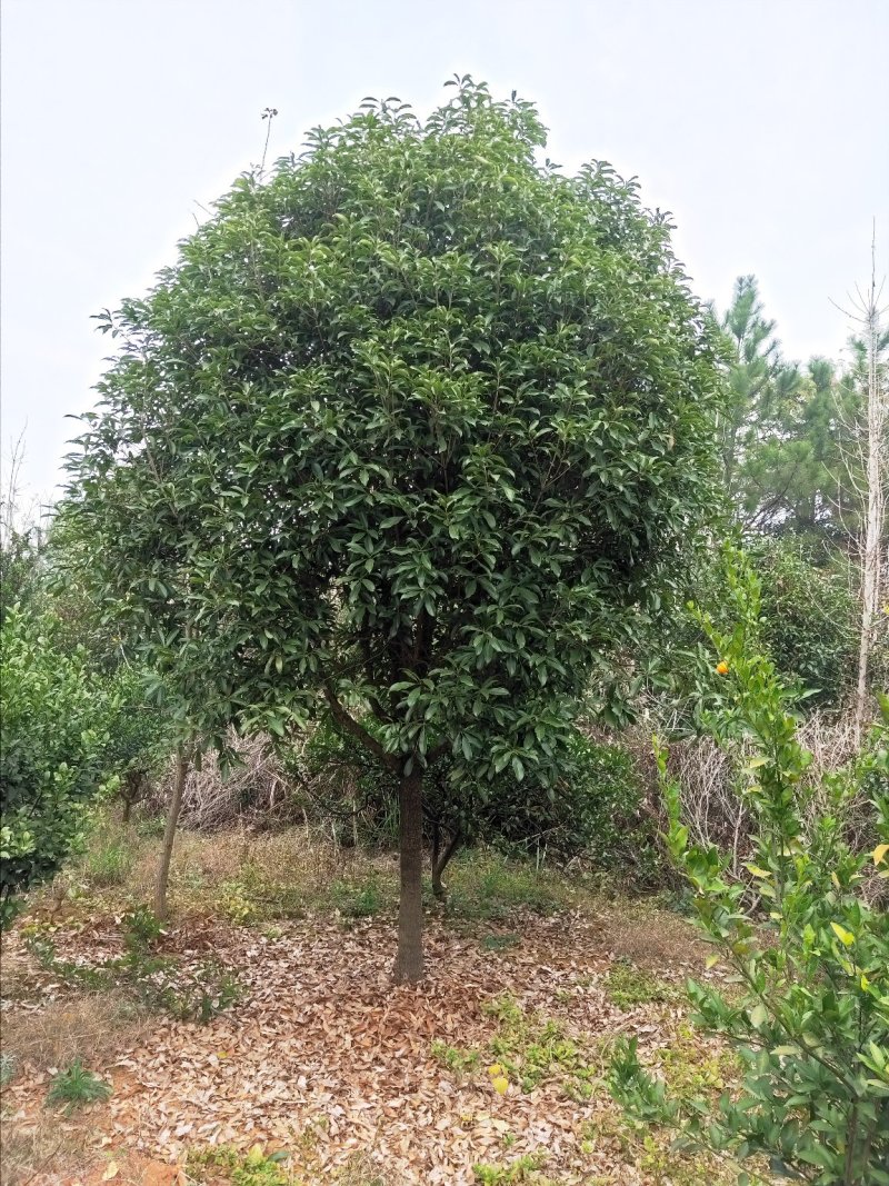 广西桂花树四季常青八月芳香欢迎各位老板咨询