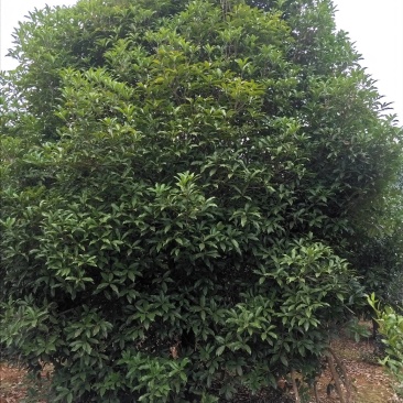 广西桂花树四季常青八月芳香欢迎各位老板咨询
