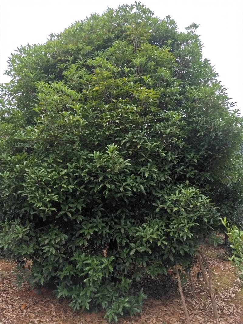 广西桂花树四季常青八月芳香欢迎各位老板咨询