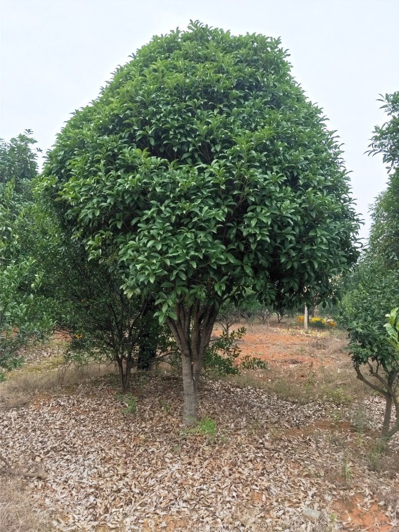 广西桂花树四季常青八月芳香欢迎各位老板咨询
