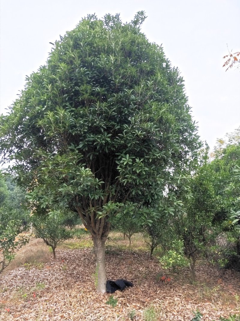 广西桂花树四季常青八月芳香欢迎各位老板咨询