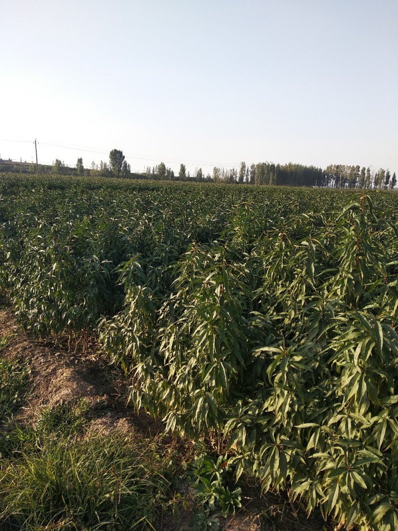 风味皇后桃树苗，油蟠桃7月份成熟的桃树品种，油蟠桃树苗