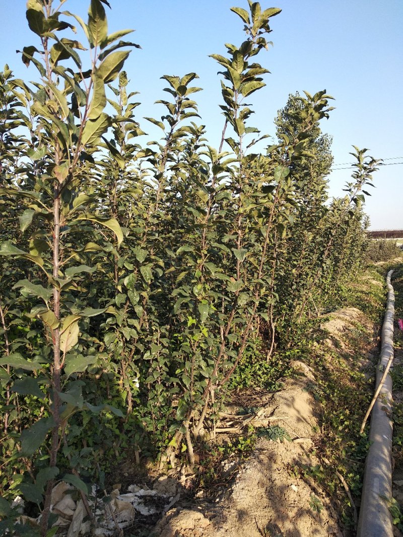风味皇后桃树苗，油蟠桃7月份成熟的桃树品种，油蟠桃树苗