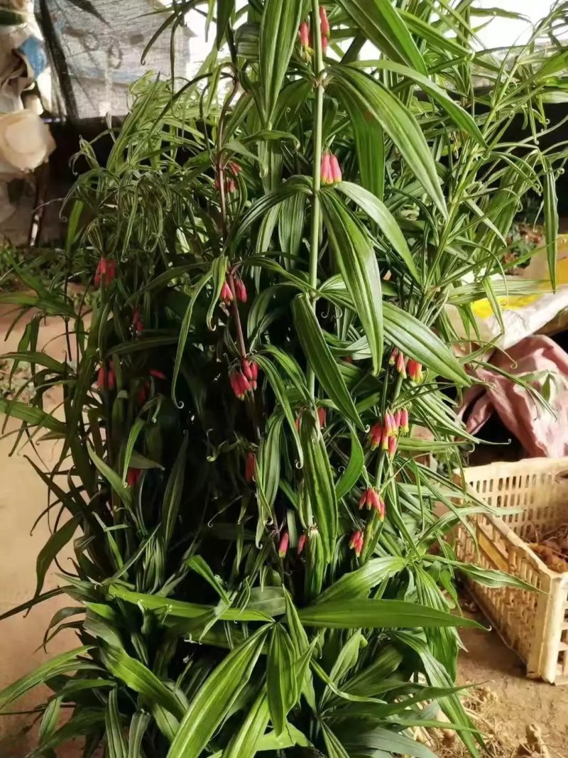 滇红花三年，及多年，黄精苗
