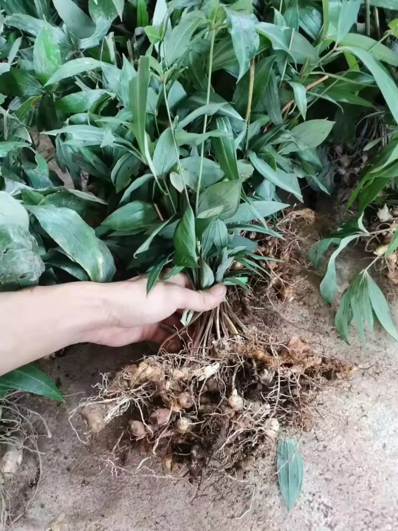滇红花三年，及多年，黄精苗