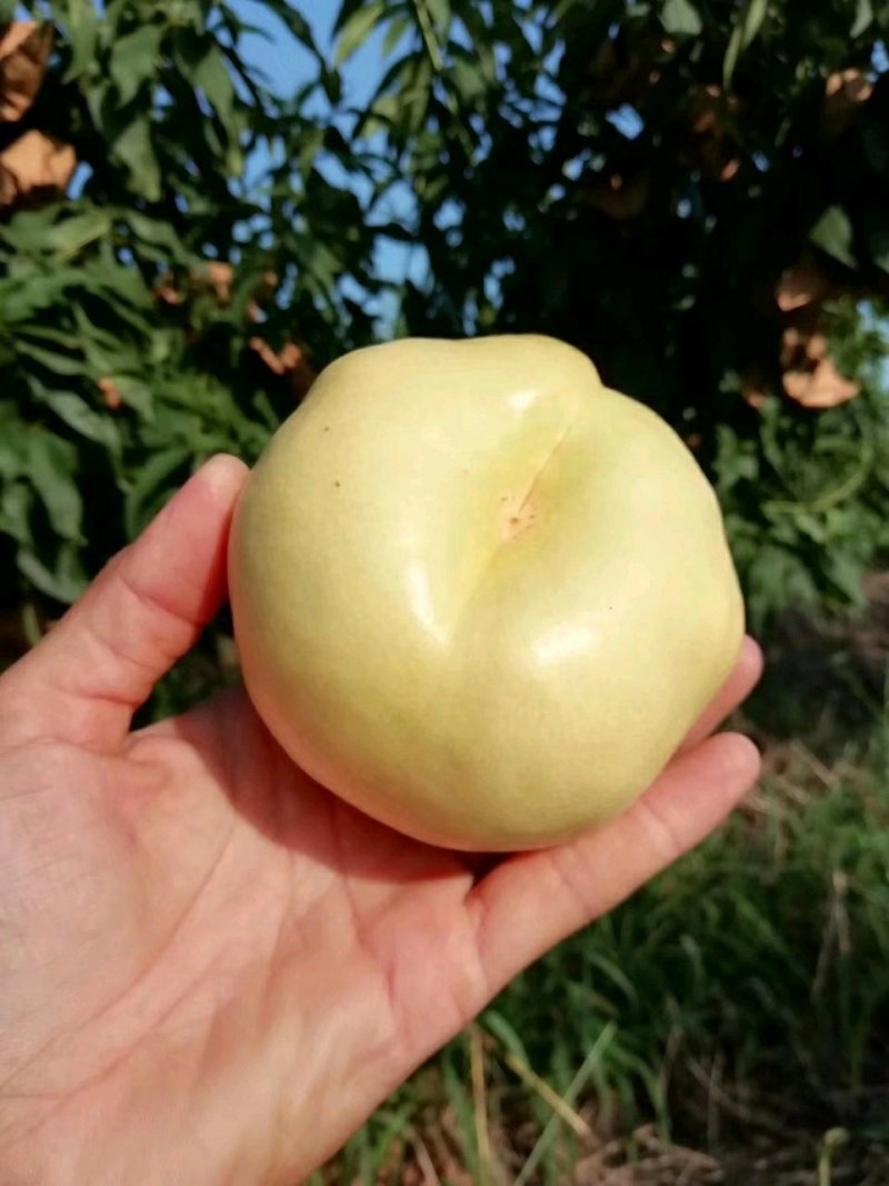 中油蟠7-7桃树苗，中油蟠7桃树苗，中油蟠9号桃树苗