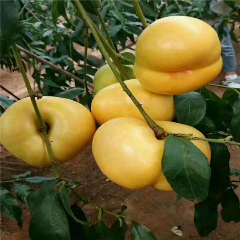 中油蟠7-7桃树苗，中油蟠7桃树苗，中油蟠9号桃树苗