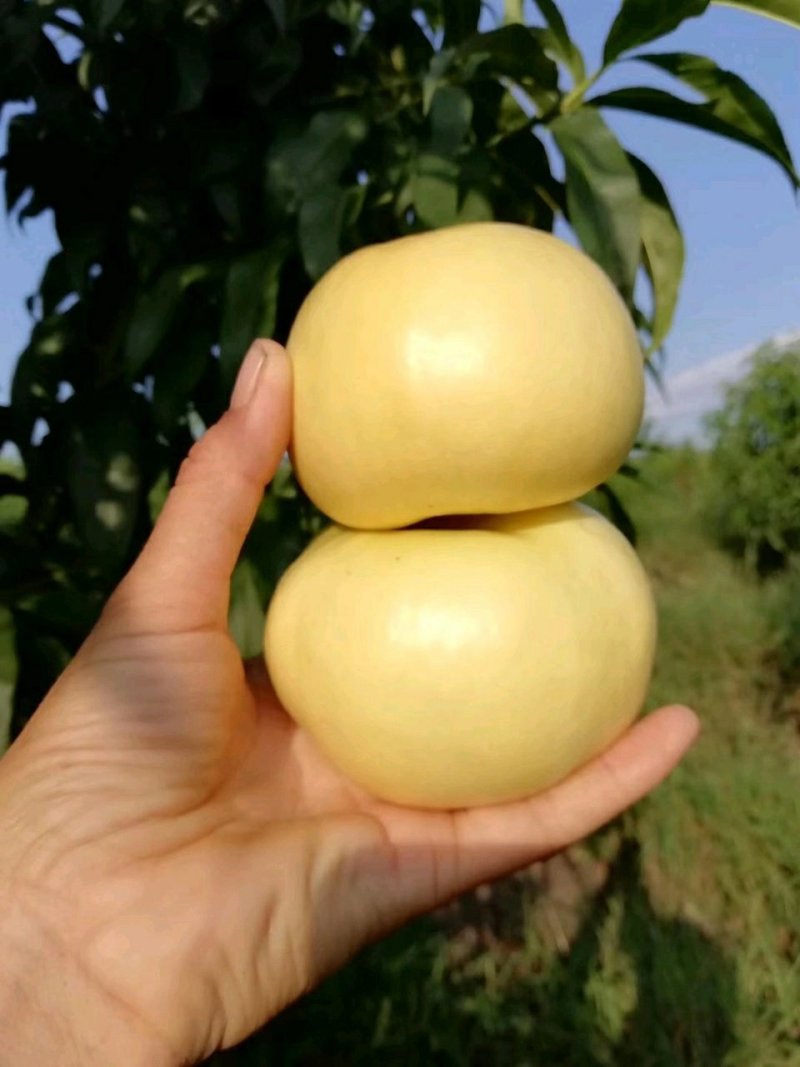 中油蟠7-7桃树苗，中油蟠7桃树苗，中油蟠9号桃树苗