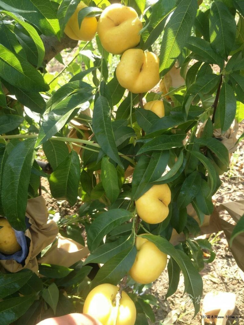 中油蟠7-7桃树苗，中油蟠7桃树苗，中油蟠9号桃树苗