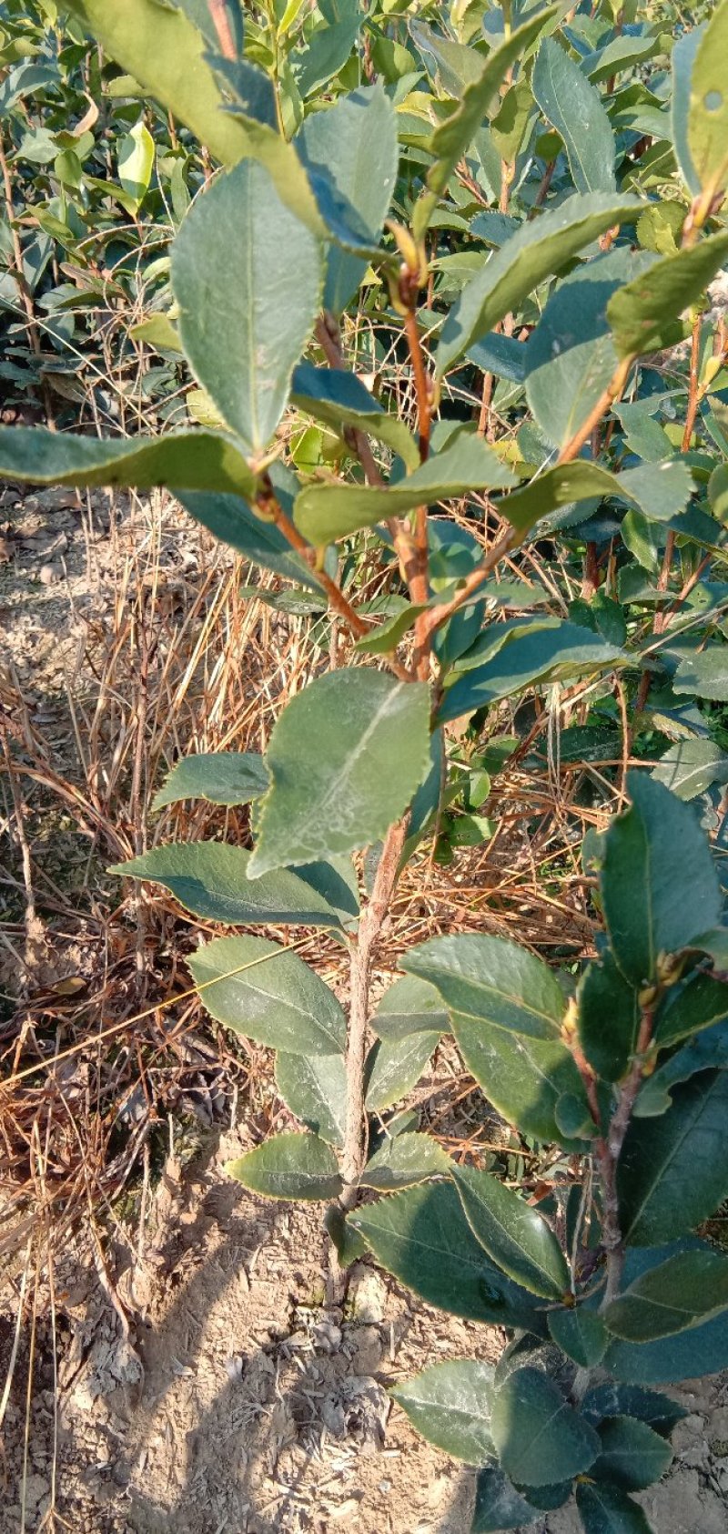 实生油茶苗，品质保证，量大从优，欢迎来电咨询