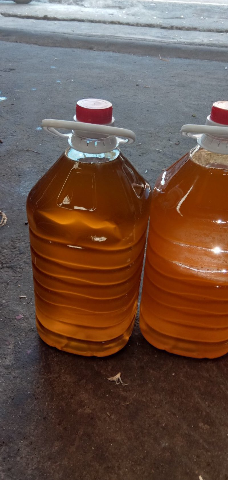 实生油茶苗，品质保证，量大从优，欢迎来电咨询