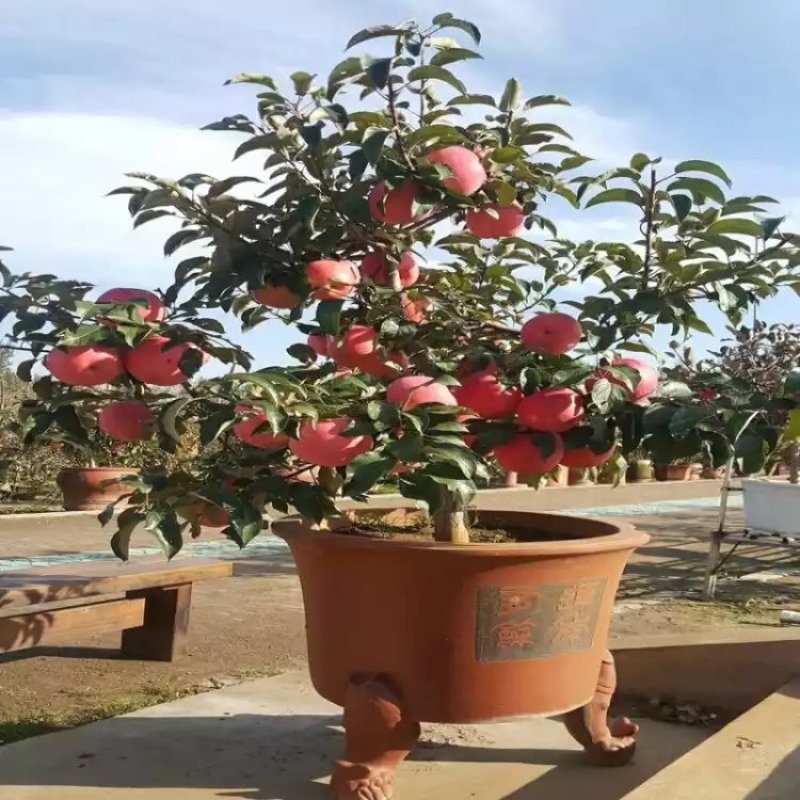 矮化苹果盆栽地栽南北方种植阳台室外当年结果