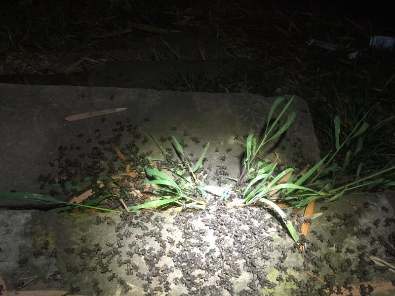 中华大蟾蜍二代种苗办引种证明