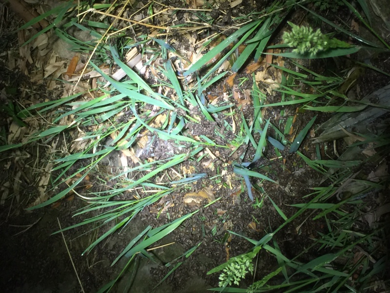 中华大蟾蜍二代种苗办引种证明