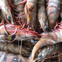 斑马虾竹节虾，单冻6到50个头