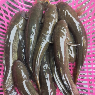 水产蟹虎鱼土鱼中华乌塘鱧