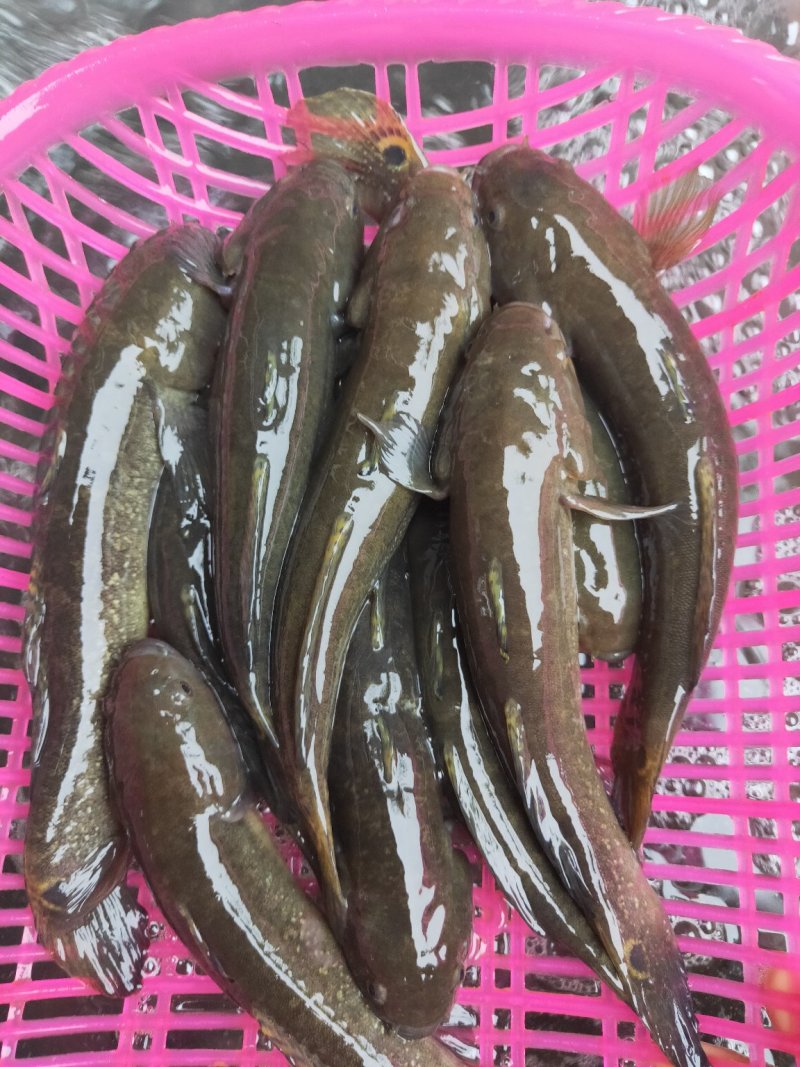水产蟹虎鱼土鱼中华乌塘鱧