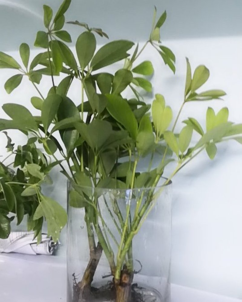 鸭脚木招财树鹅掌柴