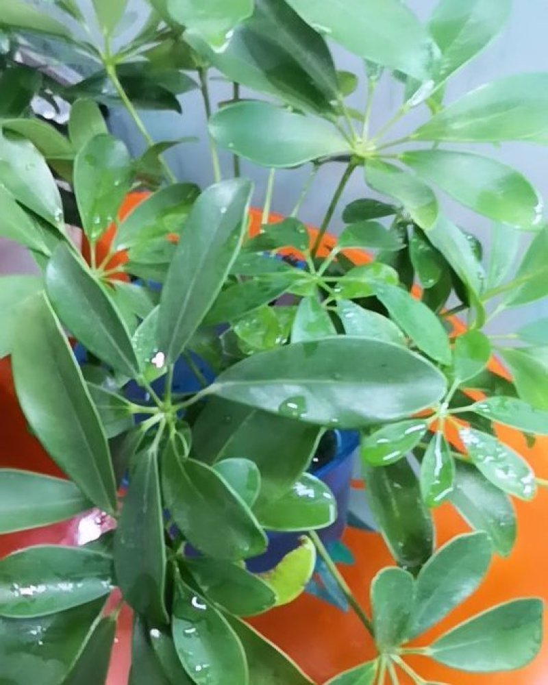 鸭脚木招财树鹅掌柴