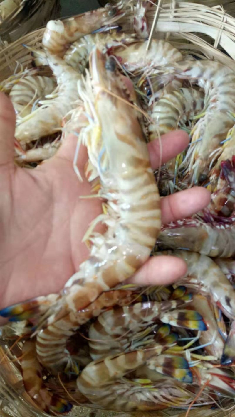大明虾