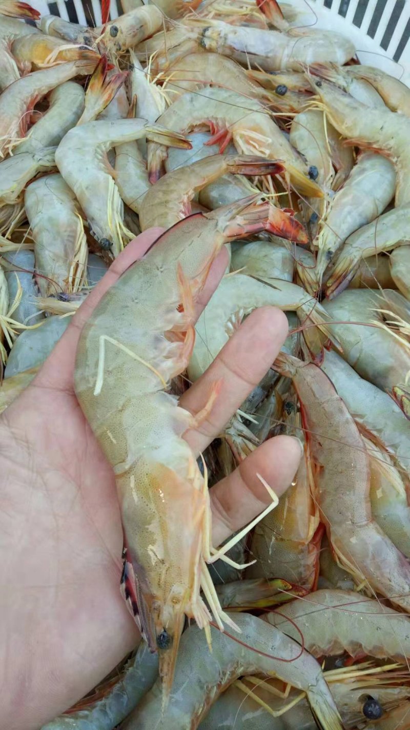大明虾