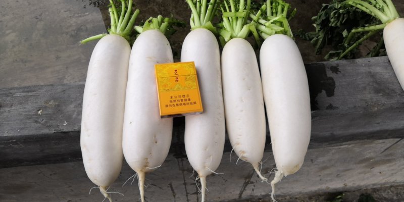 精品白萝卜基地直供有需要联系