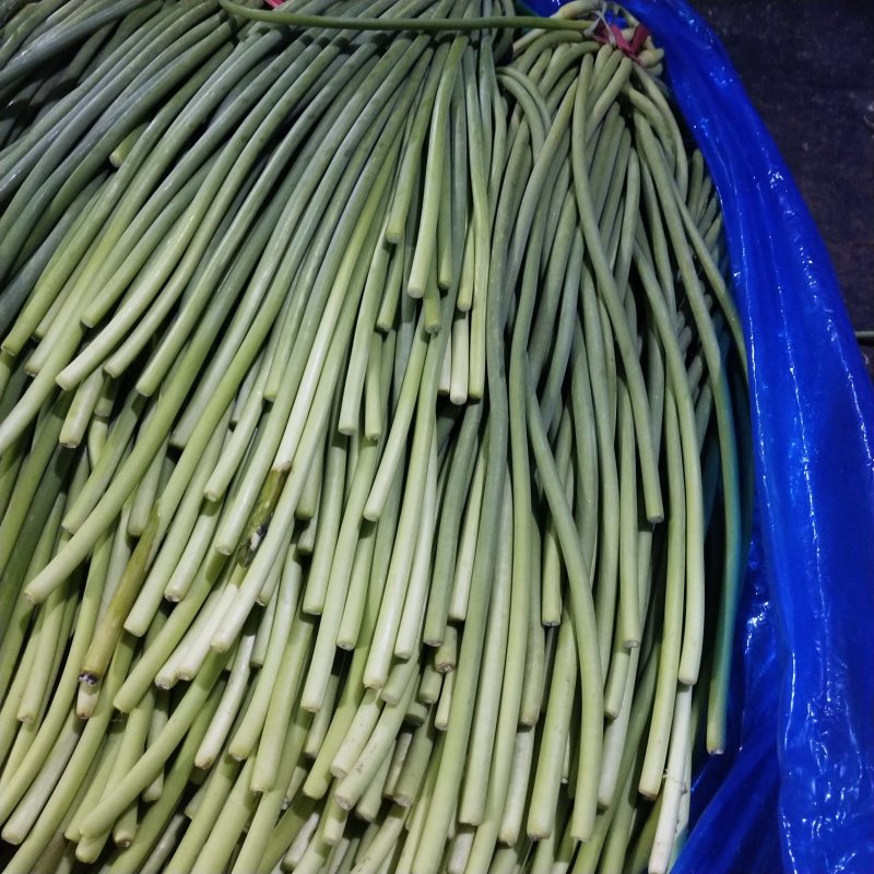 金乡红帽蒜苔！货源充足，代发全国！一吨也是批发价