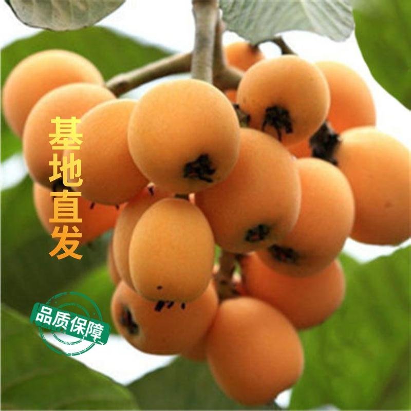 枇杷果树嫁接苗大五星白玉当年结果基地直发品种纯正现挖现发
