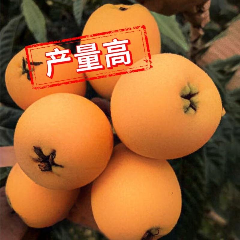 枇杷果树嫁接苗大五星白玉当年结果基地直发品种纯正现挖现发
