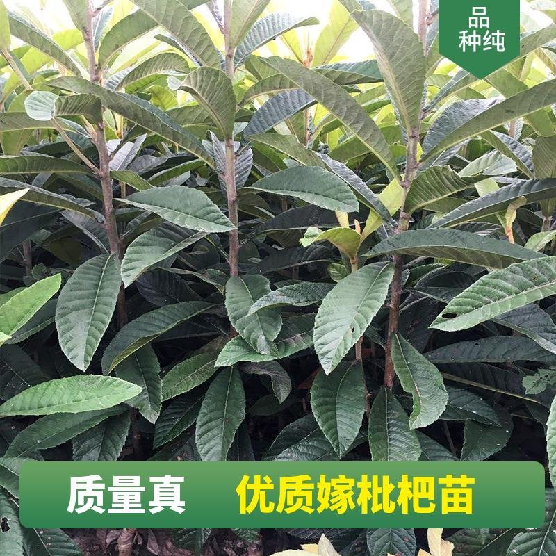 枇杷果树嫁接苗大五星白玉当年结果基地直发品种纯正现挖现发