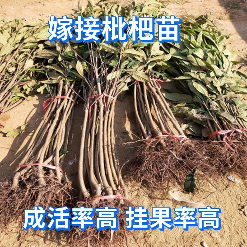 枇杷果树嫁接苗大五星白玉当年结果基地直发品种纯正现挖现发