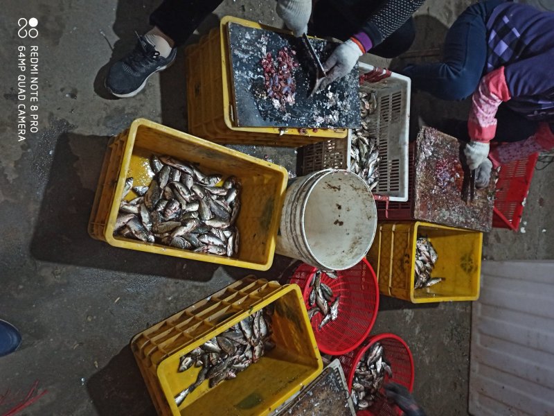 鲫鱼，油炸小鲫鱼，干净卫生。