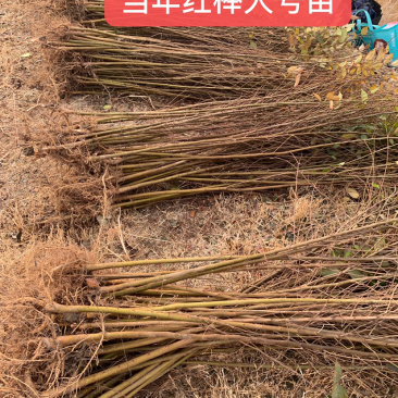 正宗红榉苗，榉树苗1米左右0.5元，全国各地现挖发货，
