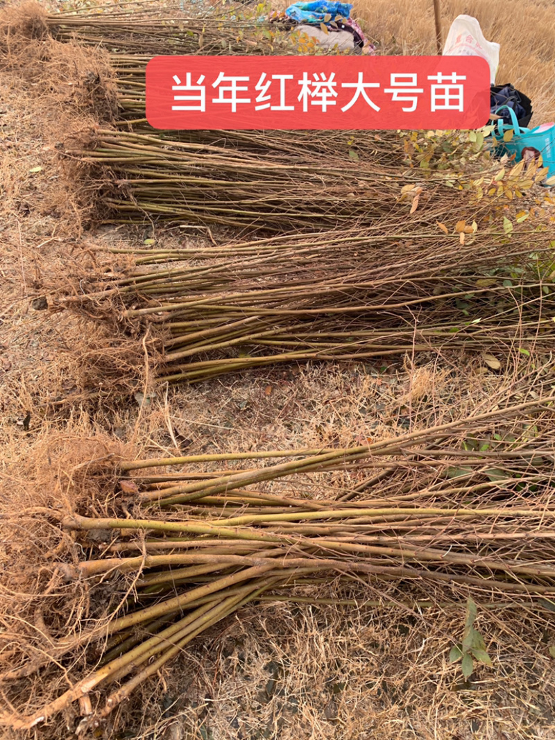 正宗红榉苗，榉树苗1米左右0.5元，全国各地现挖发货，