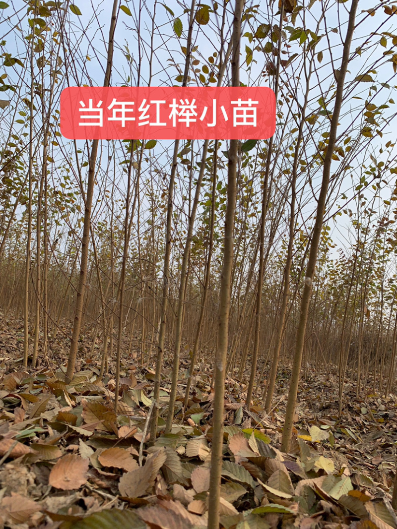 正宗红榉苗，榉树苗1米左右0.5元，全国各地现挖发货，