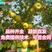 安徽砀山黄冠梨树苗、秋月、翠冠，品种齐全苗圃现挖