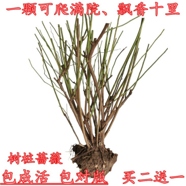 正宗无刺多花蔷薇5-30年苗特大花蔷薇花苗爬藤月季花植物