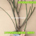 正宗无刺多花蔷薇5-30年苗特大花蔷薇花苗爬藤月季花植物