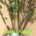 正宗无刺多花蔷薇5-30年苗特大花蔷薇花苗爬藤月季花植物